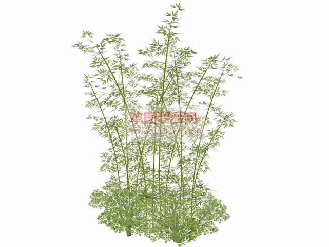 竹子竹堆竹叶SU模型