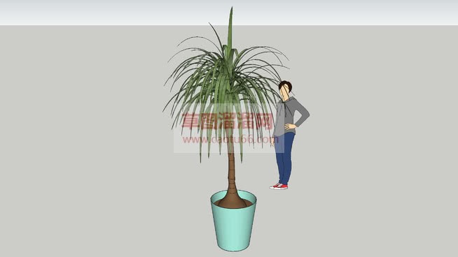 室内盆栽花盆SU模型