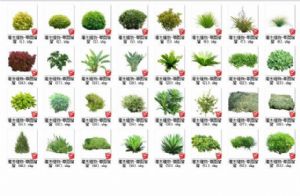 植物百度云资SU模型