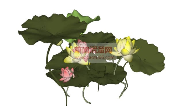 荷花莲花荷叶SU模型
