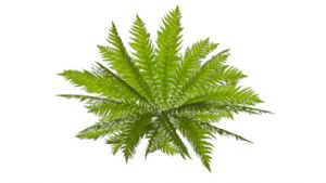 中型蕨类植物SU模型