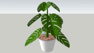 龟背竹植物盆SU模型