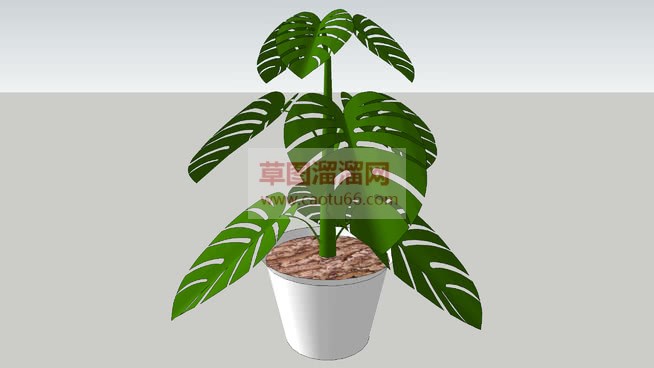 龟背竹植物盆SU模型