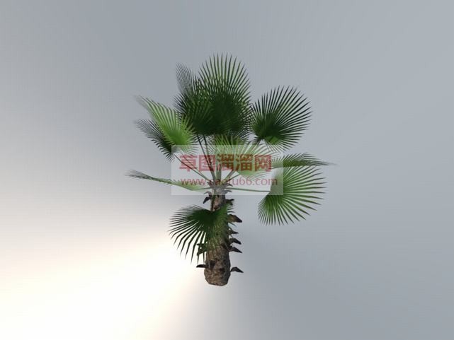 风景树粽树SU模型