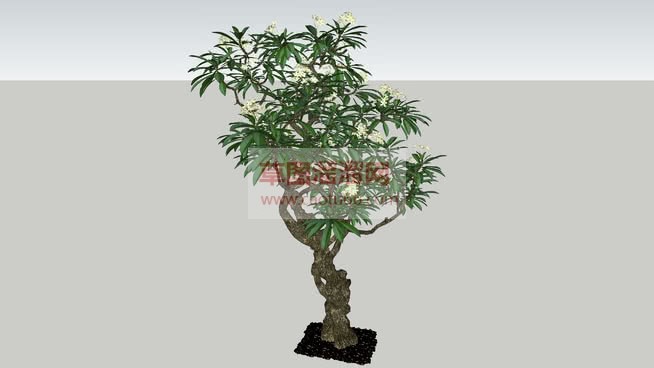 3D桂花树草SU模型