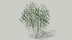 白桦树3D下SU模型