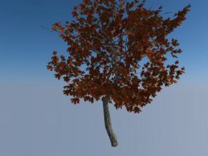 3D枫叶树草SU模型