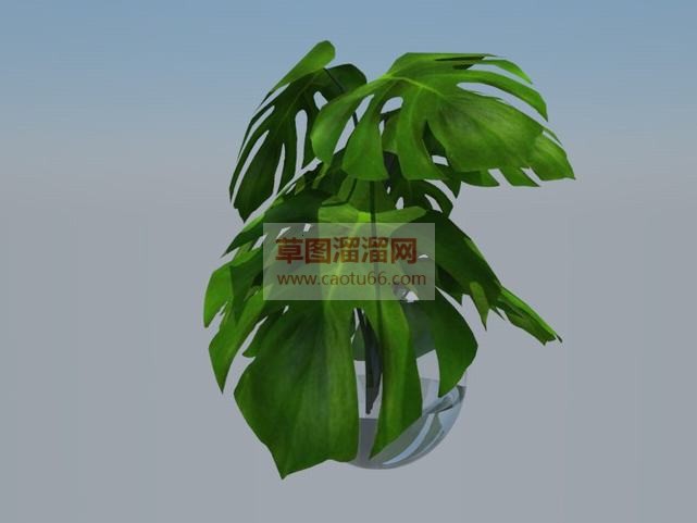 龟背竹SU模型