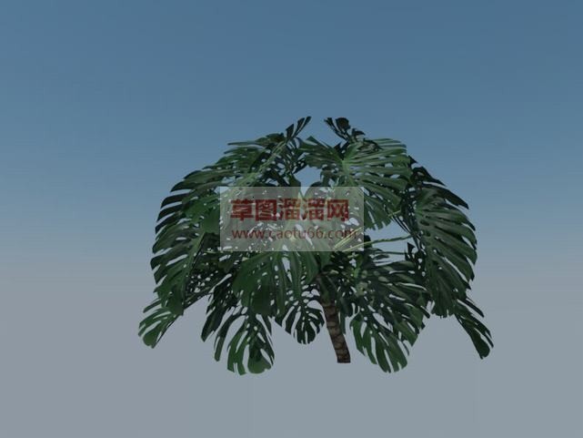 龟背竹SU模型