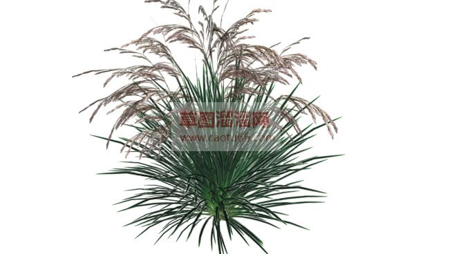 景观小草植物SU模型