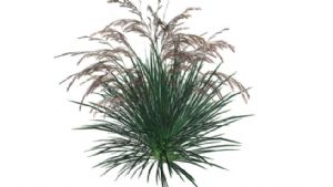 景观小草植物SU模型