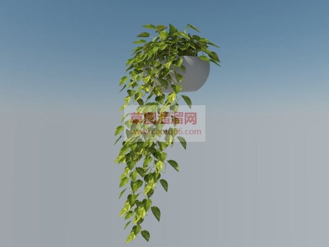 绿萝植物SU模型