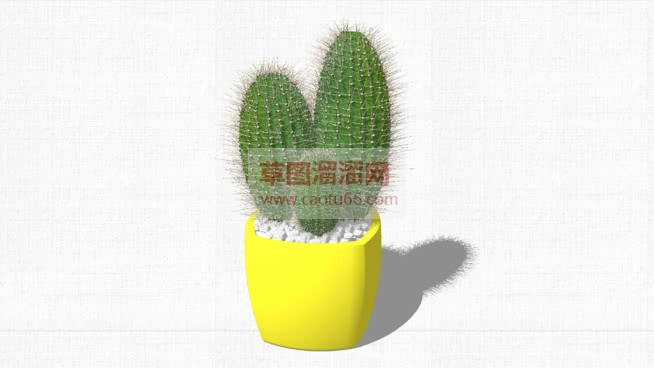 仙人球植物花SU模型