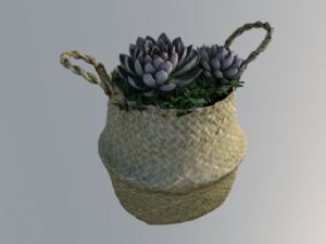 编织篮多肉植SU模型