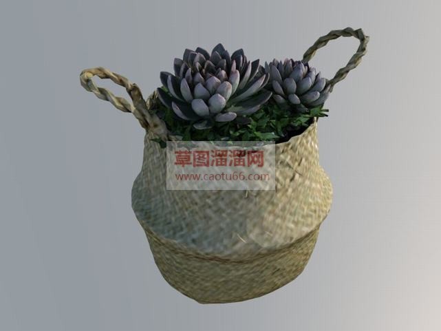 编织篮多肉植SU模型