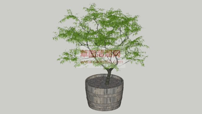 花盆植物盆栽SU模型