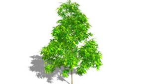 3D精美树木SU模型