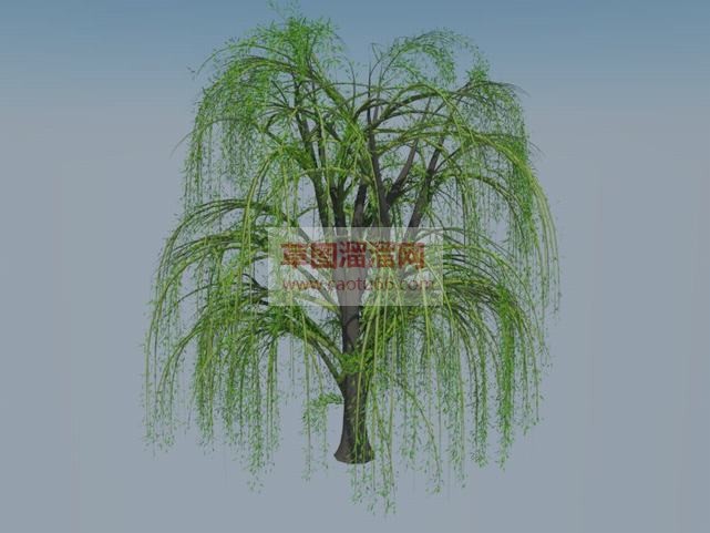 3D垂枝树柳SU模型