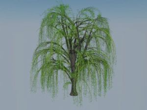 3D垂枝树柳SU模型