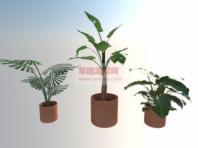 龟背盆景盆栽SU模型