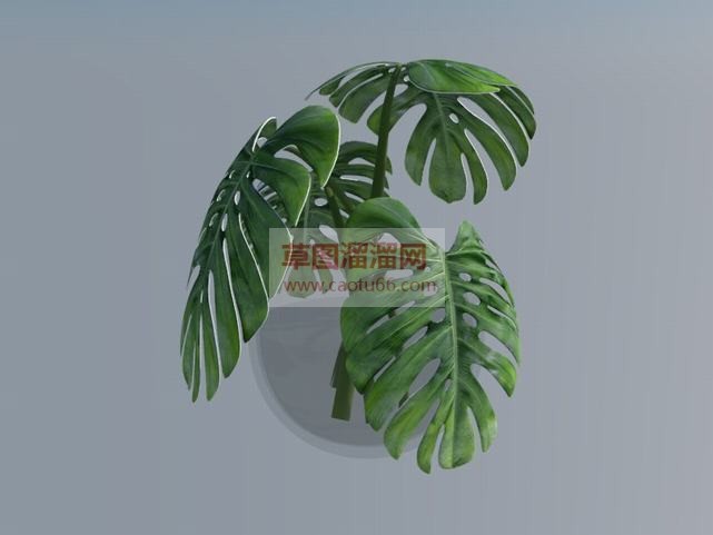 免费龟背植物SU模型