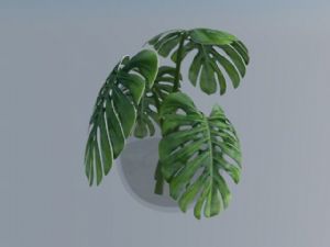 免费龟背植物SU模型