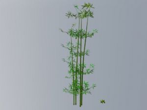 免费竹子竹叶SU模型