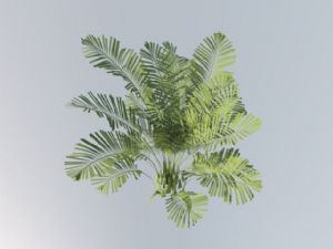 景观植物SU模型