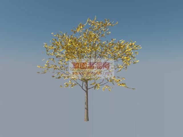 银杏树免费SU模型