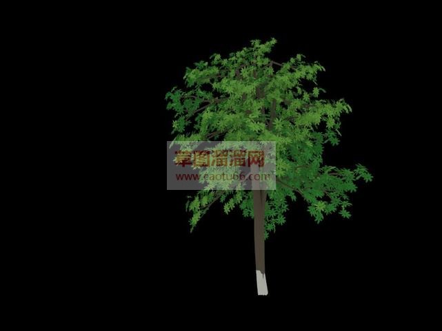 3D桦树免费SU模型