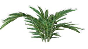 铁树植物SU模型