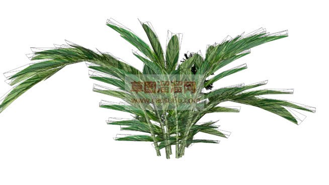 铁树植物SU模型