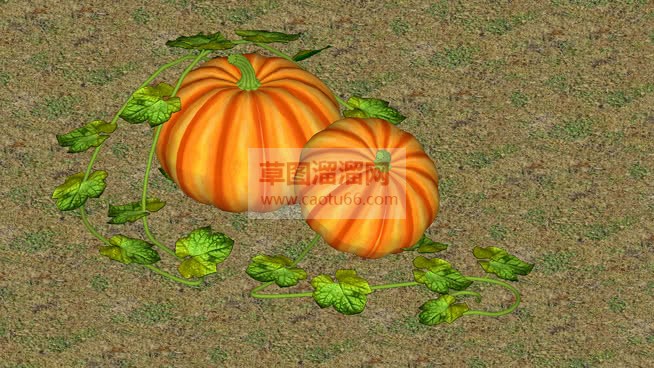 南瓜叶南瓜免SU模型