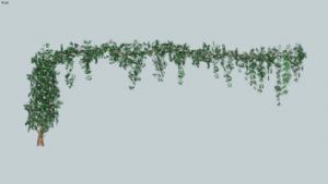 蔓藤爬藤植物SU模型