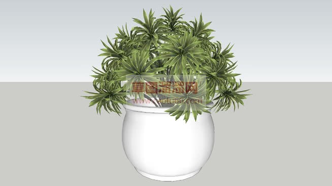 花盆植物SU模型