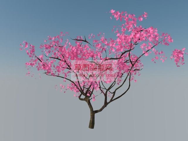 桃花树免费SU模型