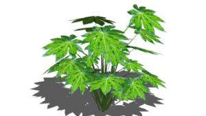 八角金盘植物SU模型