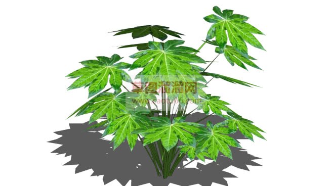 八角金盘植物SU模型
