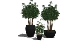 盆景小竹植物SU模型