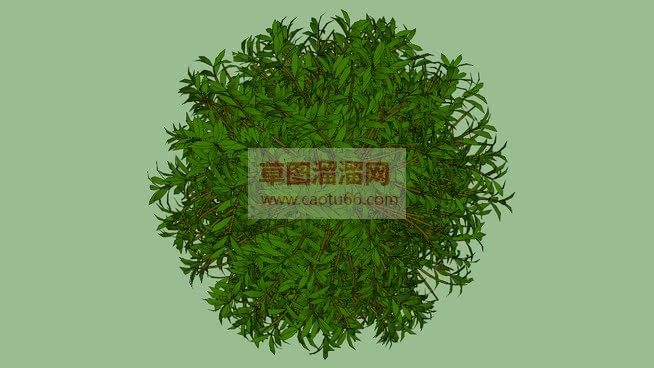 灌木植物免费SU模型