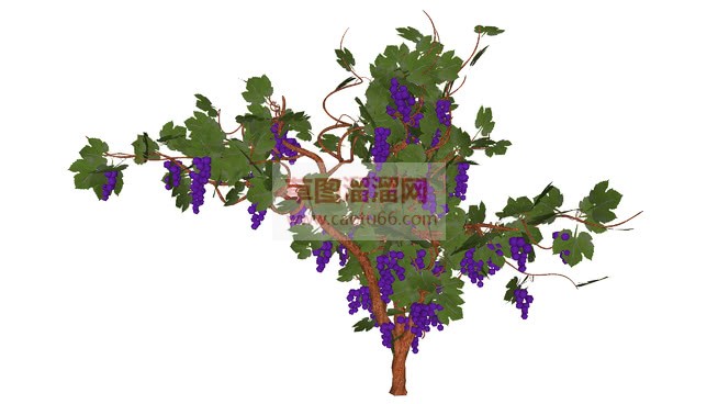 一颗葡萄树免SU模型