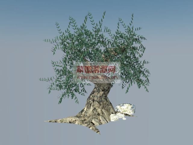 橄榄树树SU模型