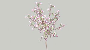 桃花桃树SkSU模型