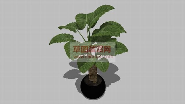 圆形小花盆盆SU模型