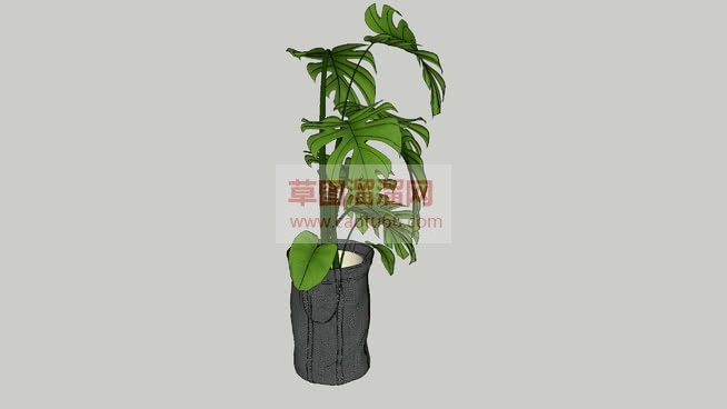 小盆龟背竹盆SU模型