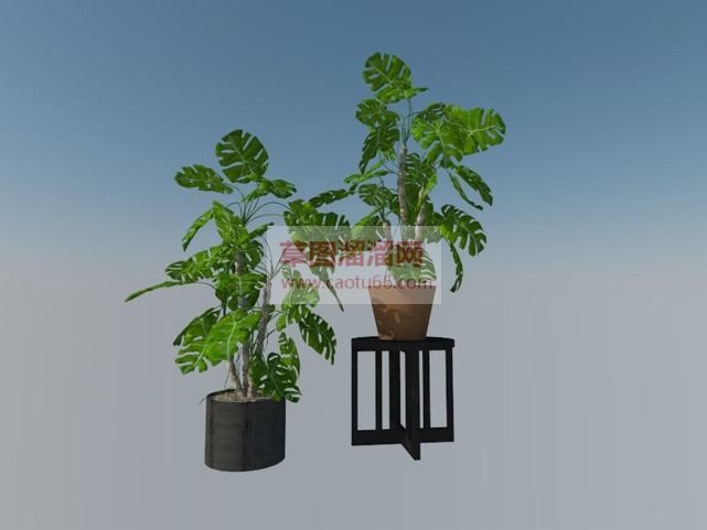 室内装饰植物SU模型