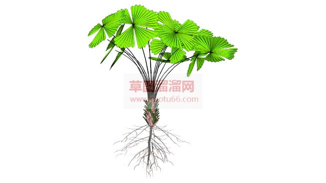 植物带根网站SU模型