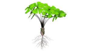 植物带根网站SU模型