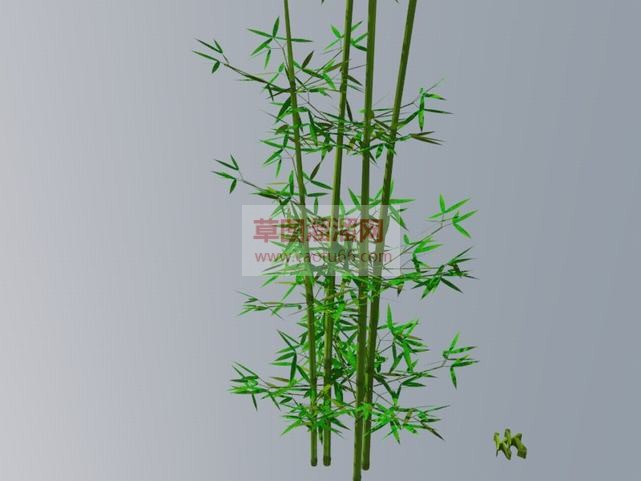 绿竹子竹叶的SU模型