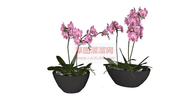 花盆兰花植物SU模型